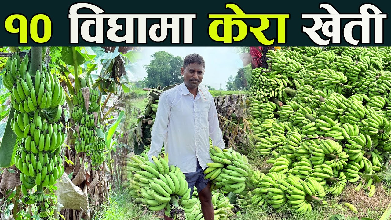 १० विघा जग्गामा केरा खेती, यस्तो छ रोहीतको कथा  kera kheti in nepal