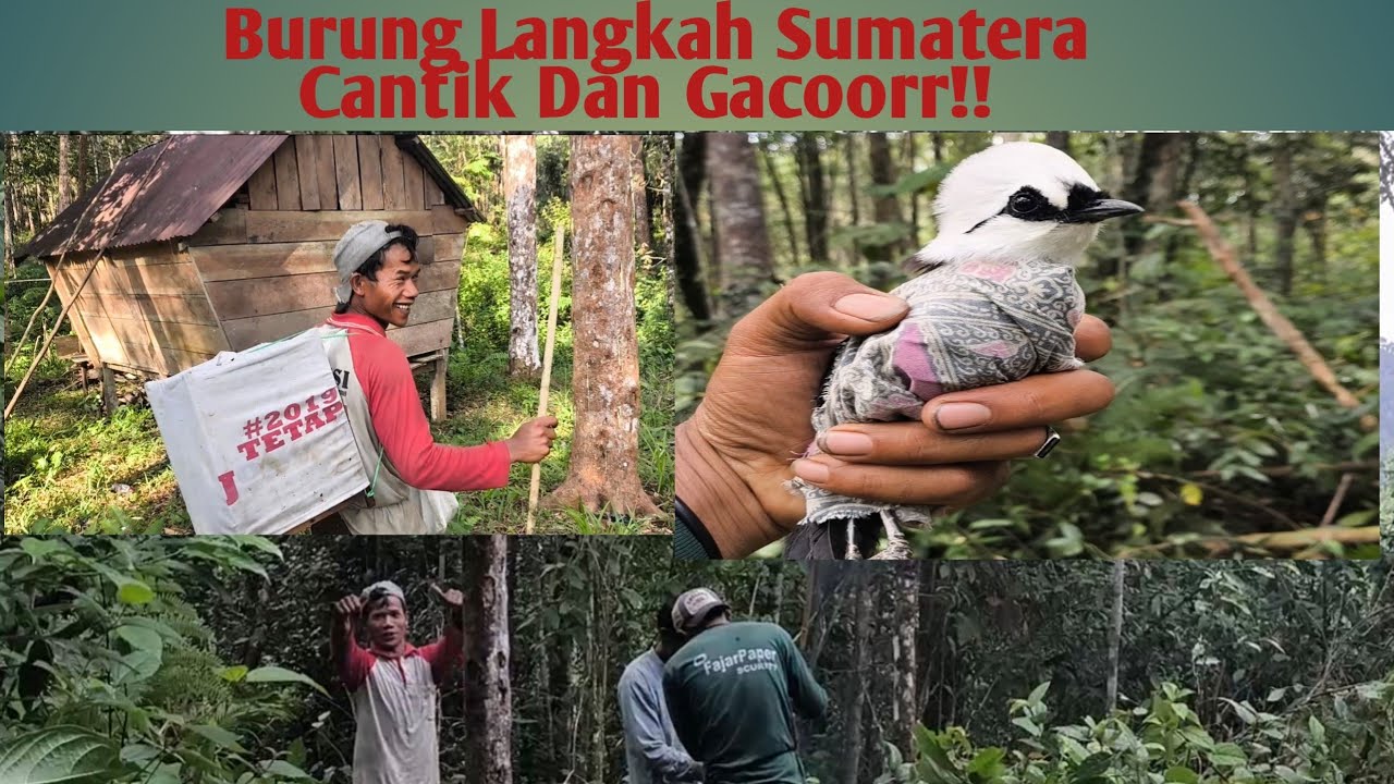 Petualangan Mikat Burung Sumatera Langkah Cantik dan Gacorr!! #jombapetualang 