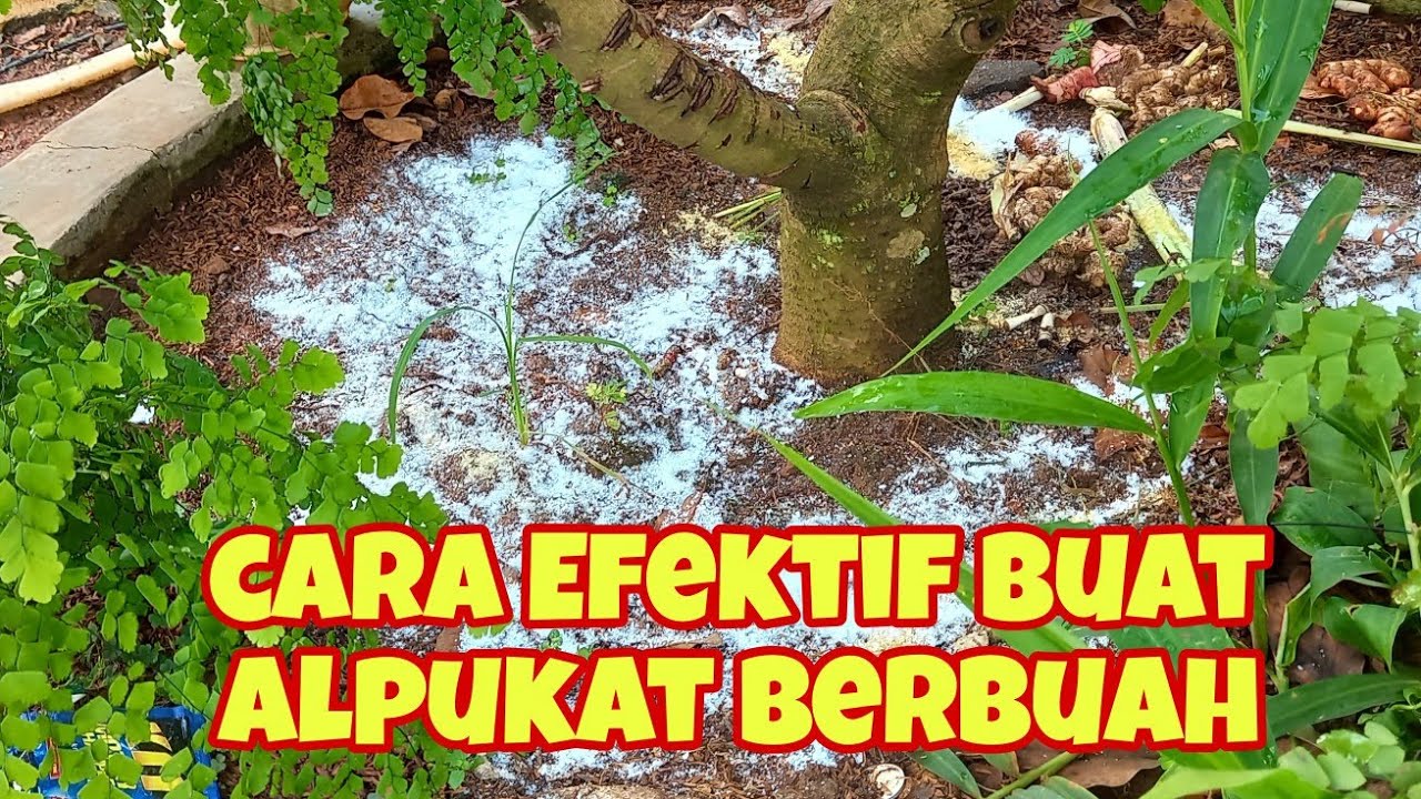 Tips Cara Cepat Membuahkan Pohon Alpukat Dengan Cepat