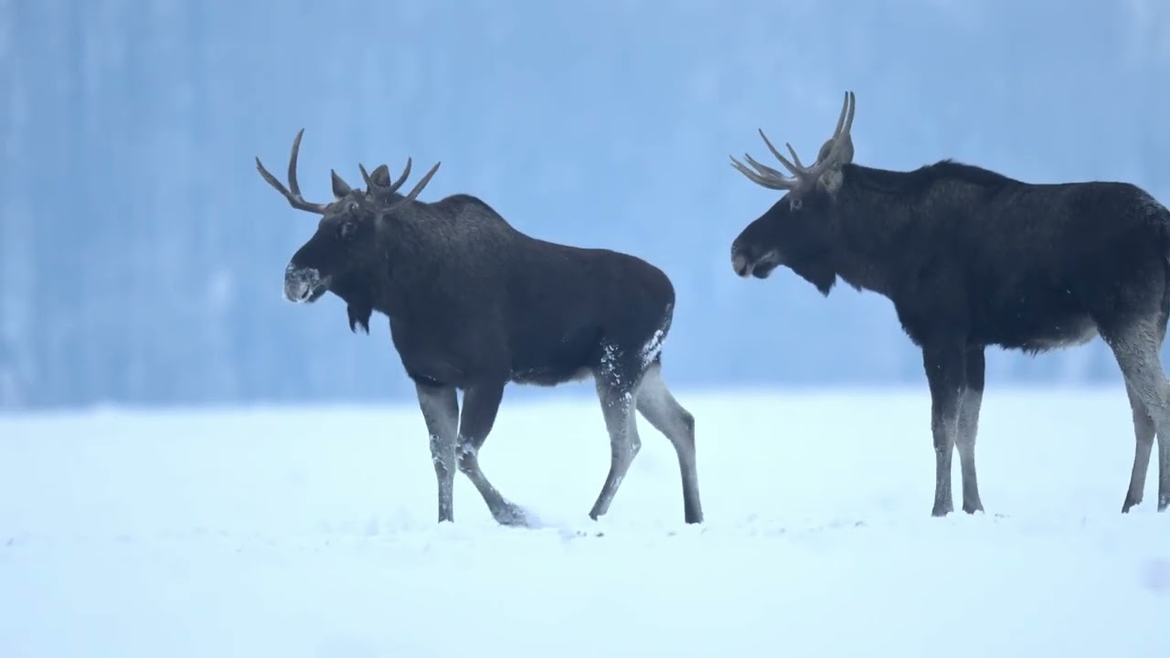 Klempy i byczki | Moose | NIKON Z8