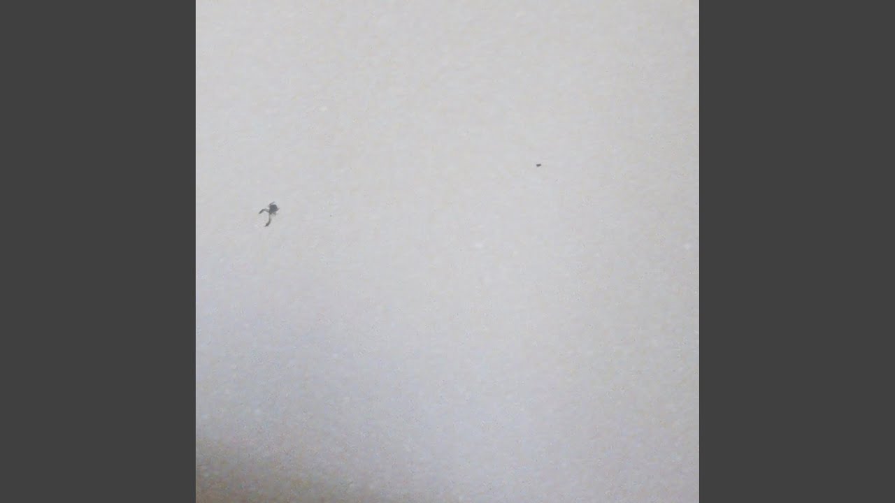 snakes in the wall