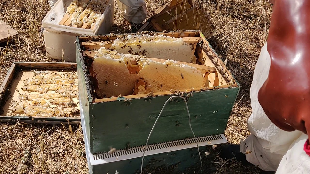 Honey harvesting in Masai land Kenya