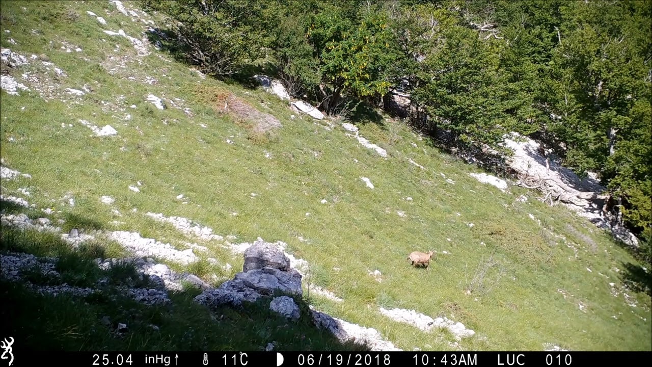 Scènes de vie des chamois en juin 2018 dans les Alpes de Haute Provence