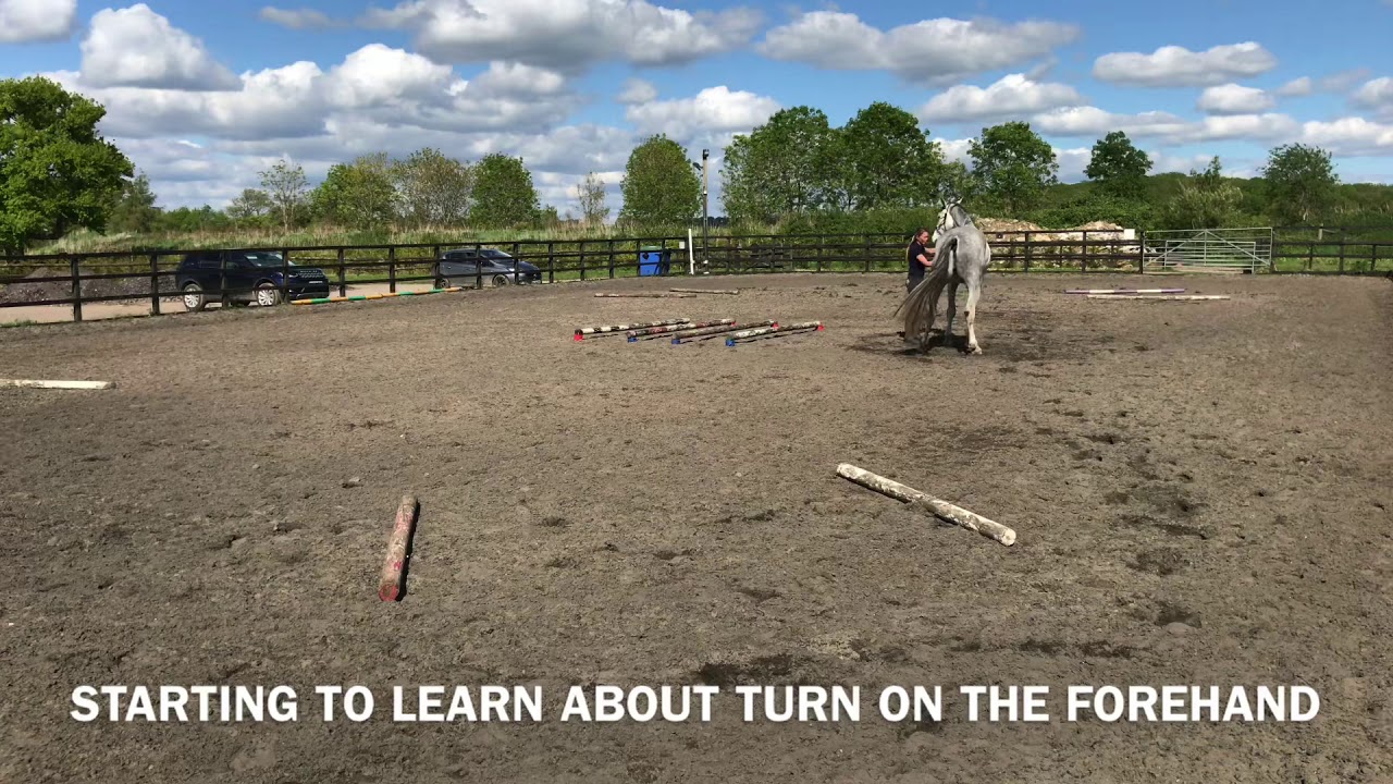 Groundwork exercises for improving your horses strength & proprioception