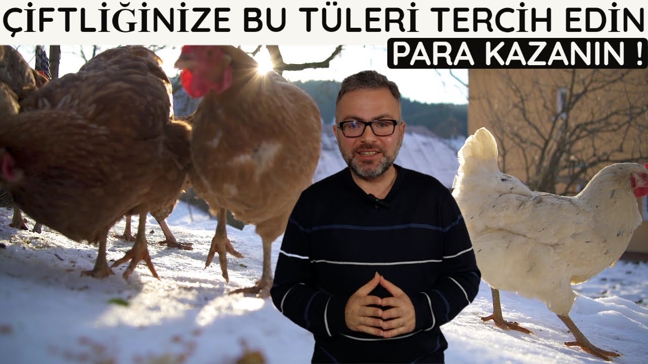 EN ÇOK YUMURTA VEREN 5 TAVUK IRKINI KIYASLADIK !