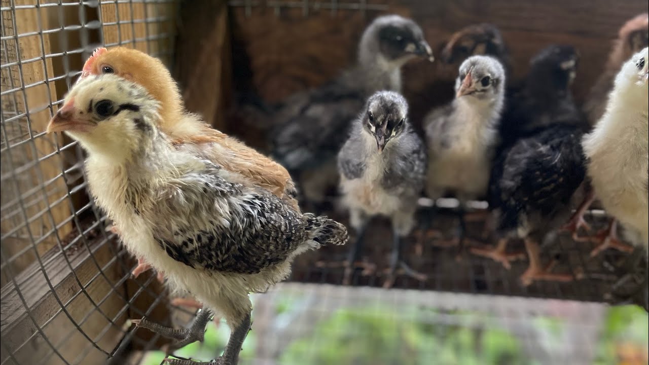 Sexado de pollitos de gallina y codornices