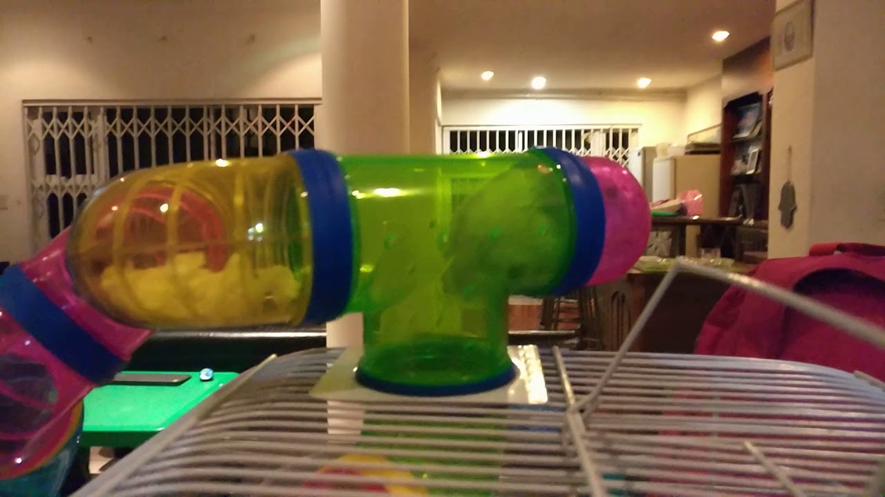 Gizmo the hamster