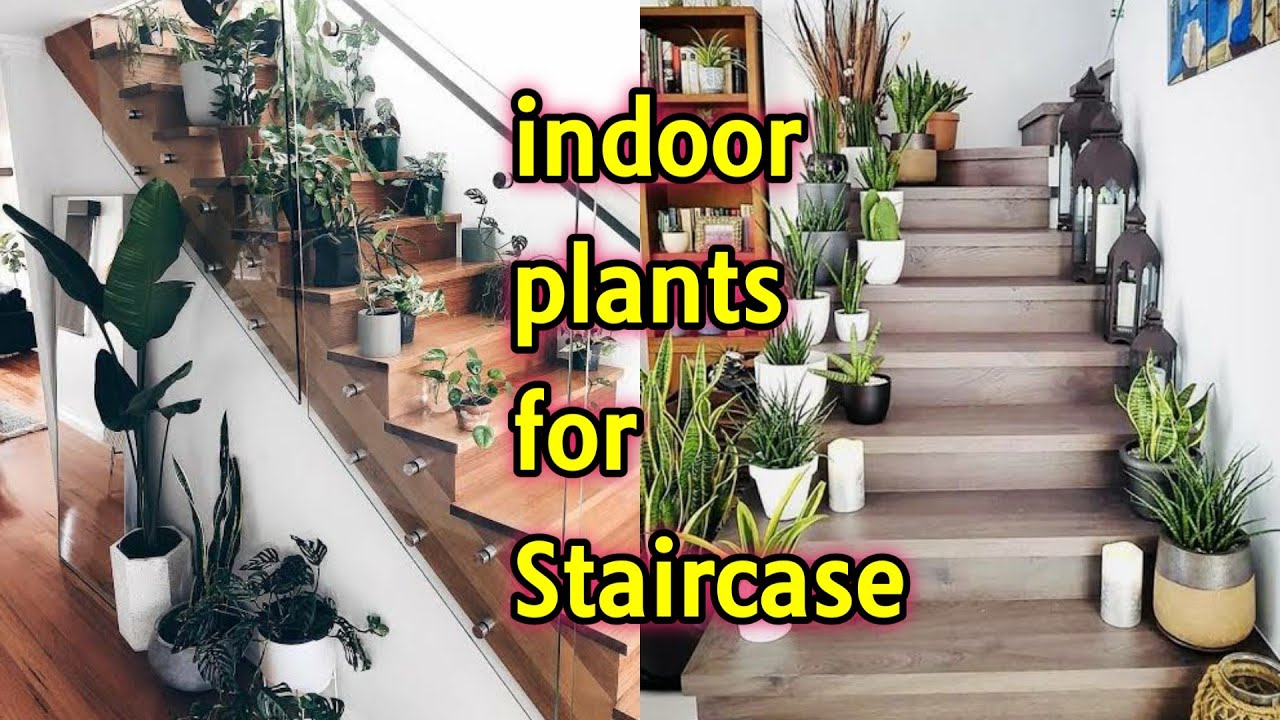 10 Best indoor plants for Staircase