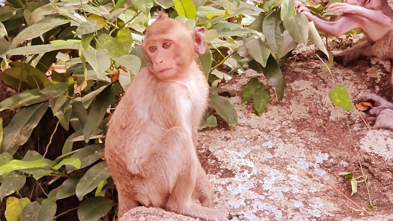 Daily Life of a Young Monkey in the Wild