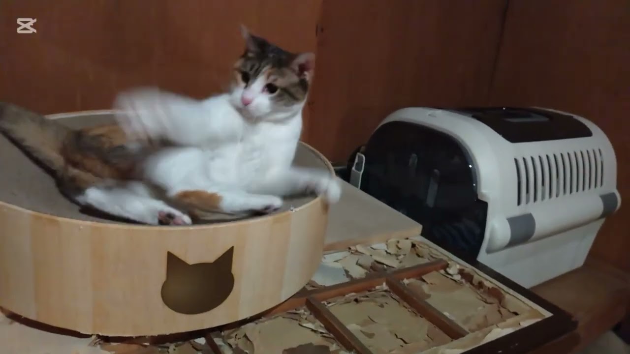 子猫成長日記995　これは保護猫のドキュメンタリー動画です(笑)　なんかびびが朝ごはんの食い付きが悪いな‥　びび？どしたの？