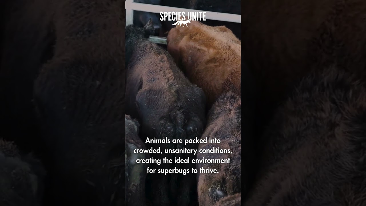 This Might Surprise You! #animalrights #antibiotics #factoryfarming