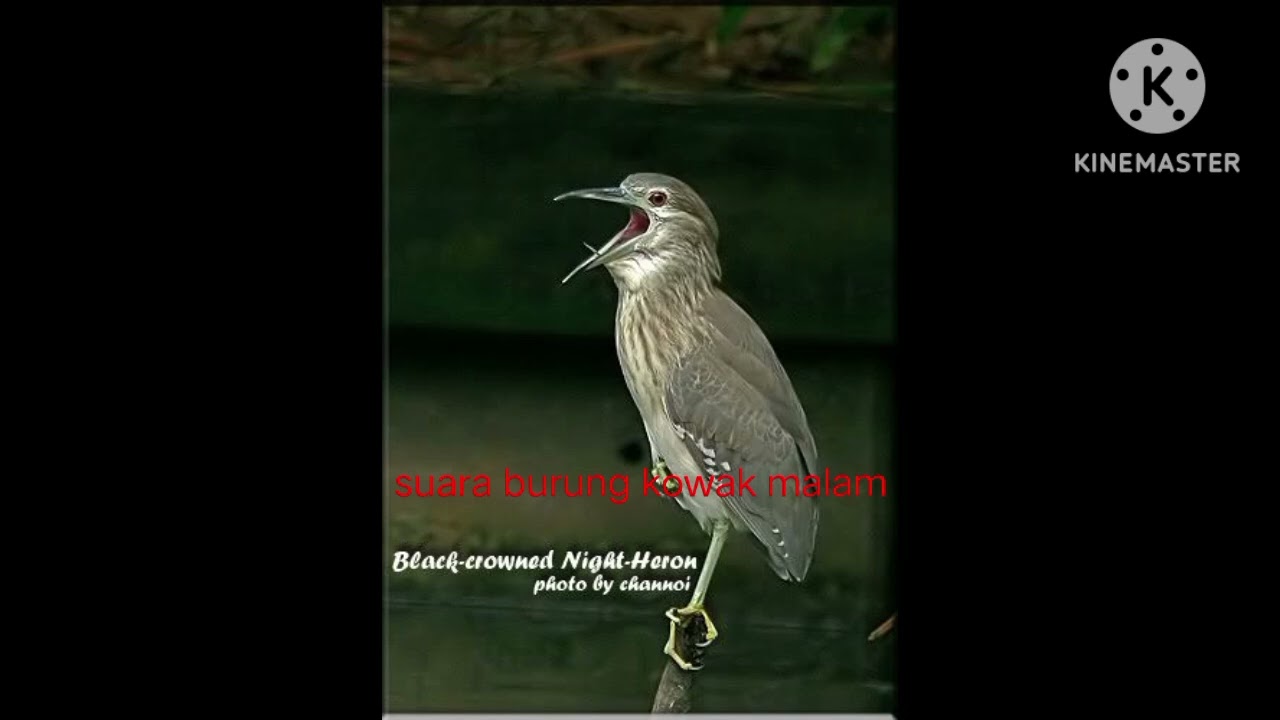 Suara burung kowak malam. 100%অরজিনাল অক পাখির ডাক।#mp3 bird shound studio 