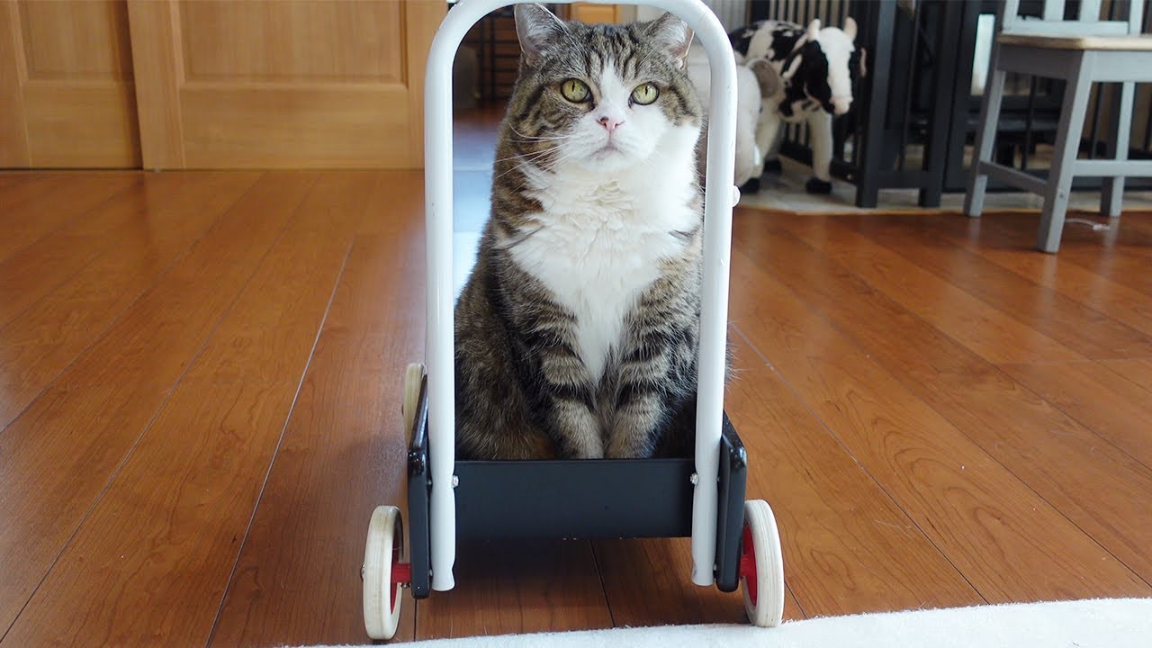 手押し車の罠にかかるねこ。-Maru was caught in the trap of the push cart.-