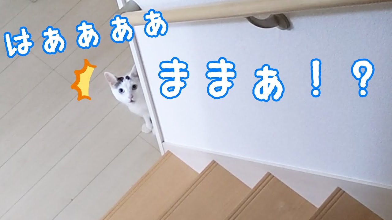 寂しくて大声でママを呼ぶお喋り猫チロさん