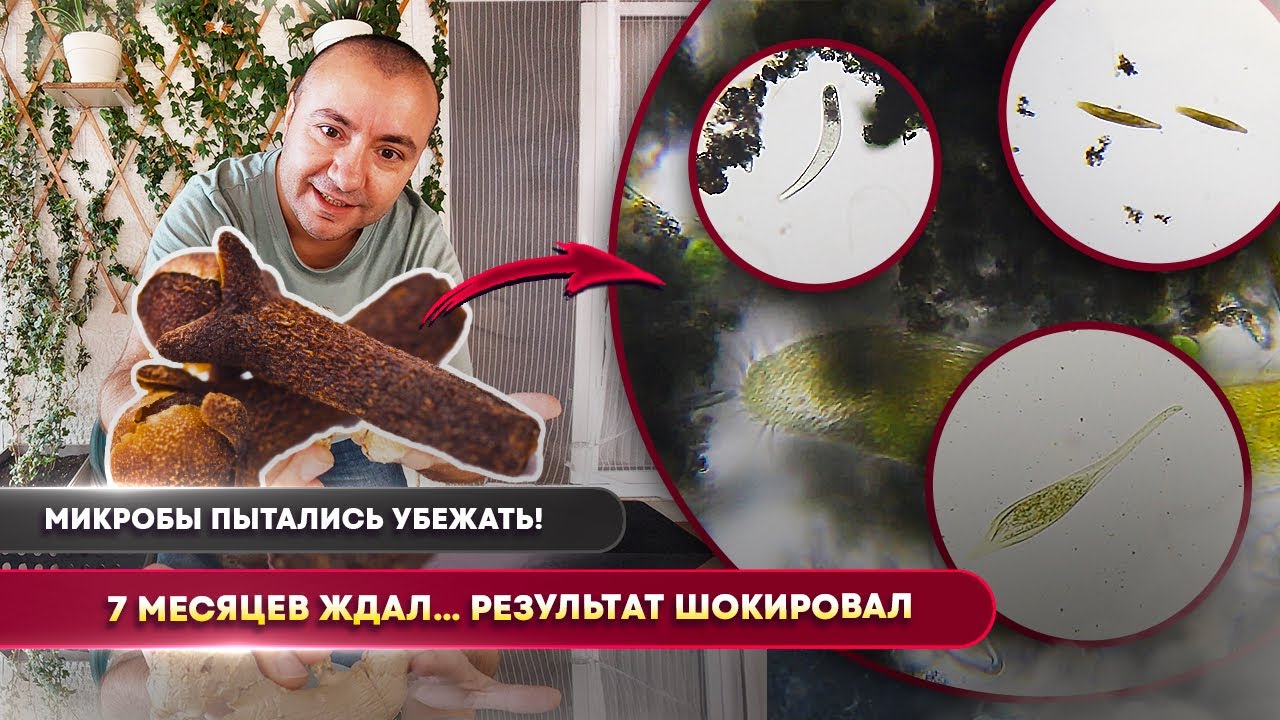 7-месячный отвар гвоздики уничтожил ВСЕХ микробов! 😱 Реальный эксперимент