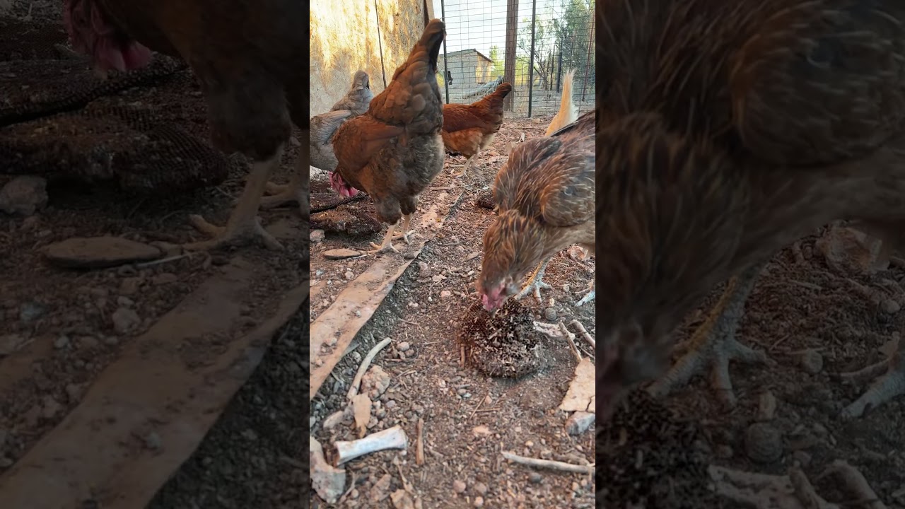 Hōsh&rsquo;s Chickens Poundin that Douglas Broodcomb #invasivespecies #beespecies #wildbees