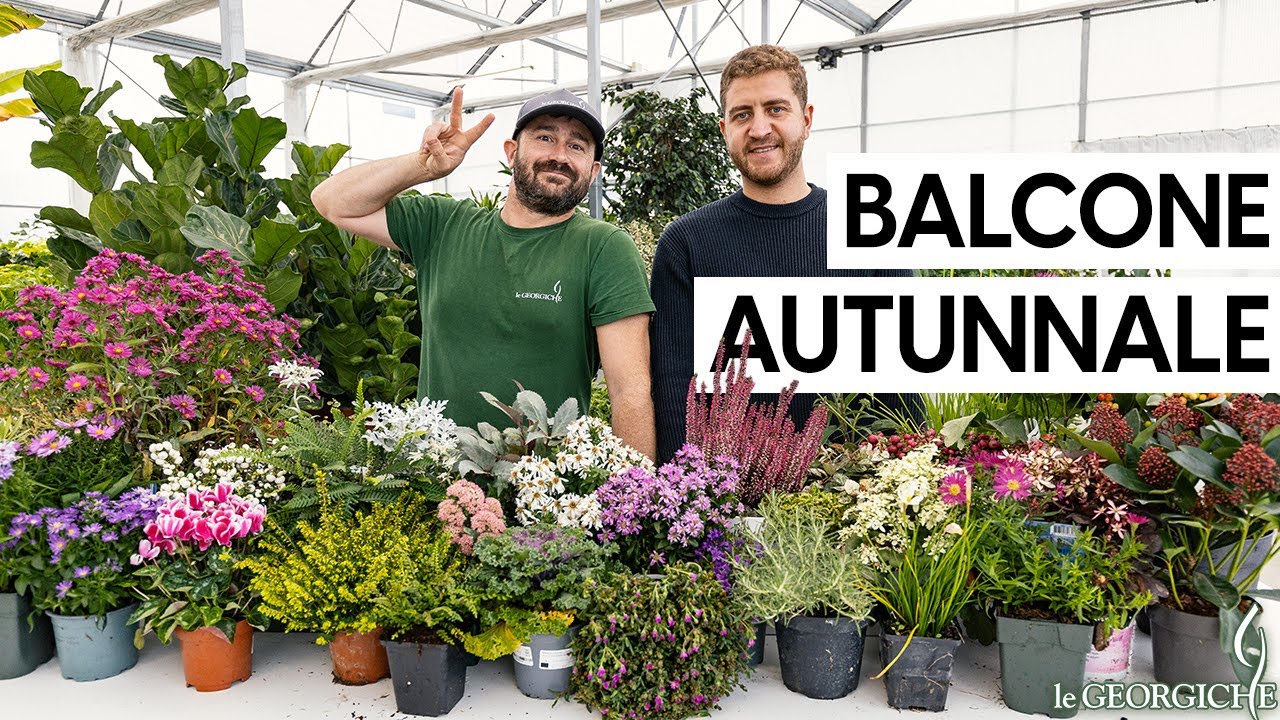 Quali piante mettere su balconi e terrazzi in autunno e inverno?