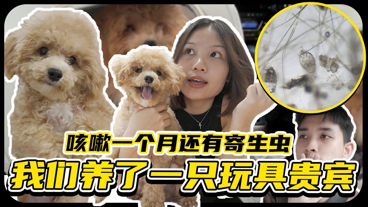 人生第一次养玩具贵宾！没想到养狗跟猫差别这么大！【VLOG 254】