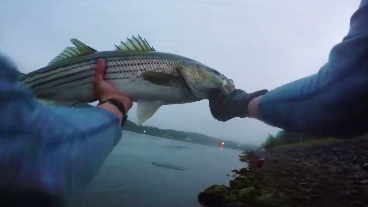 TOPWATER MAYHEM at the Cape Cod Canal!