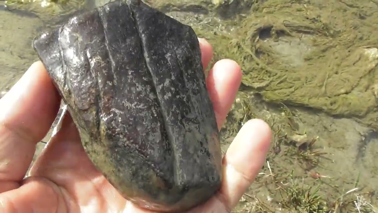 I found a fossilized bone from a prehistoric animal