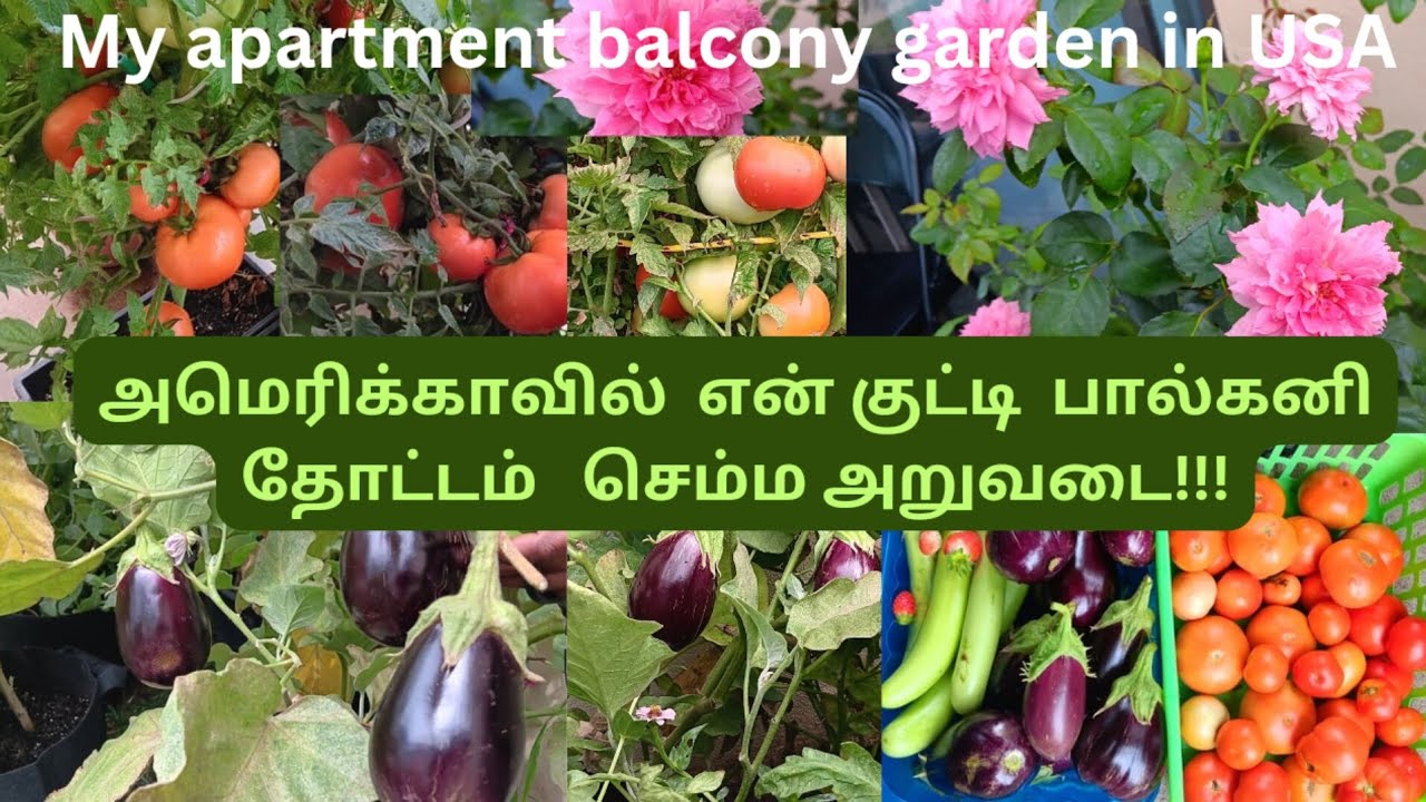 அமெரிக்காவில்  எங்கள் அடுக்குமாடி  தோட்டத்தில்  செம்ம அறுவடை!!/garden tour  போலாமா?/ss sasi kitchen