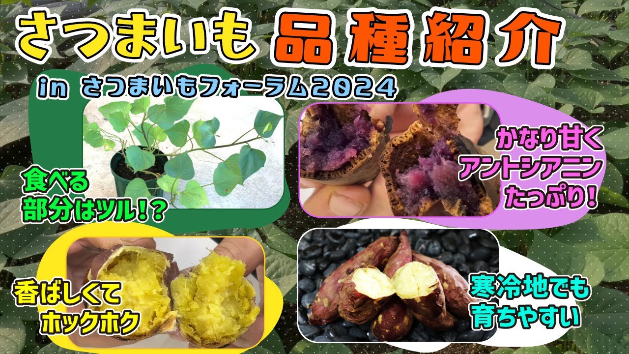 【2024年度版・新品種を紹介】　これを知れば明日から貴方はサツマイモ博士！　最後に重大発表もありますよ…　たねのハシモトミヤ