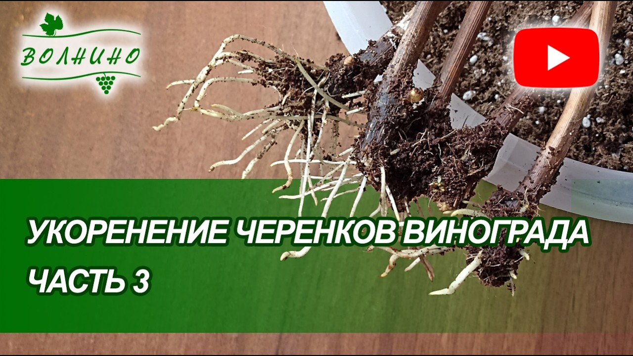 Укоренение черенков винограда. 20.02.26. Часть 3