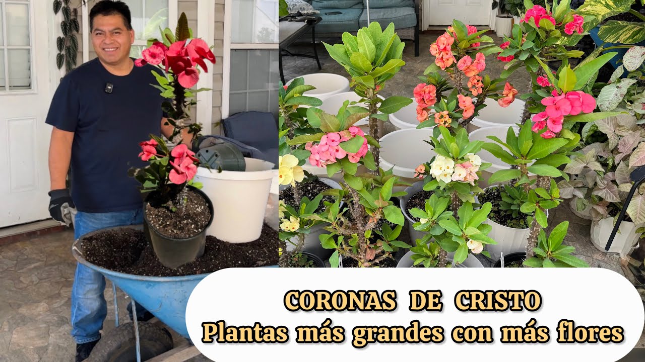 Mi esposo trasplanta Coronas de Cristo para que crezcan gigantes con muchas flores 
