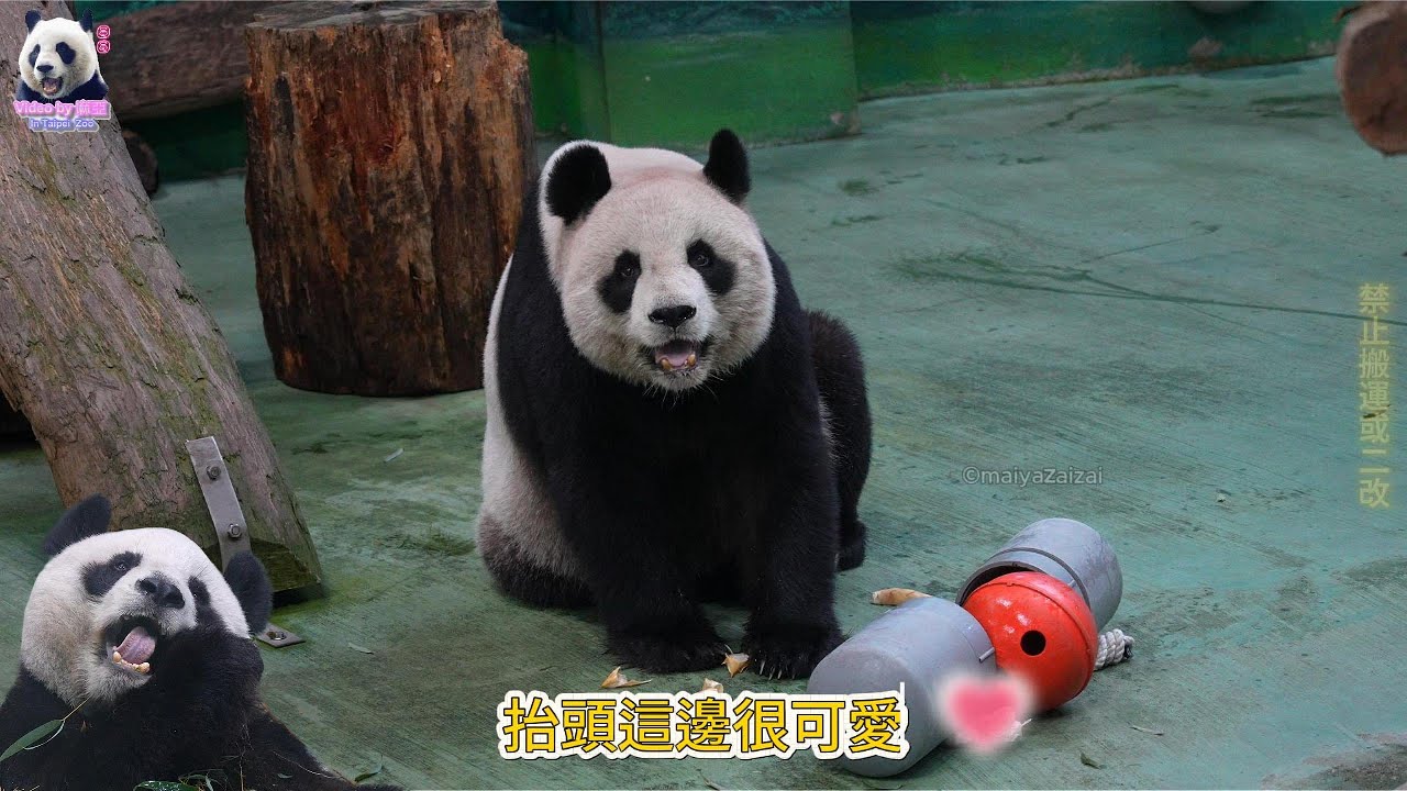 20260131 圓圓的放水行豐，一推筍筍點心就輕鬆掉出，圓圓開心笑吃 The Giant Panda Yuan Yuan