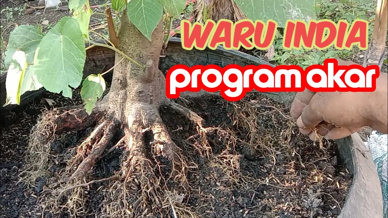 PROGRAM AKAR BAHAN BONSAI WARU DONGKELAN TAHAP AWAL