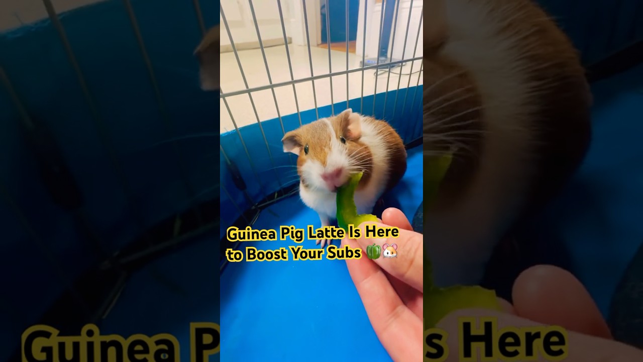 Meet Latte 🐹 my 2-month-old guinea pig enjoying bell pepper