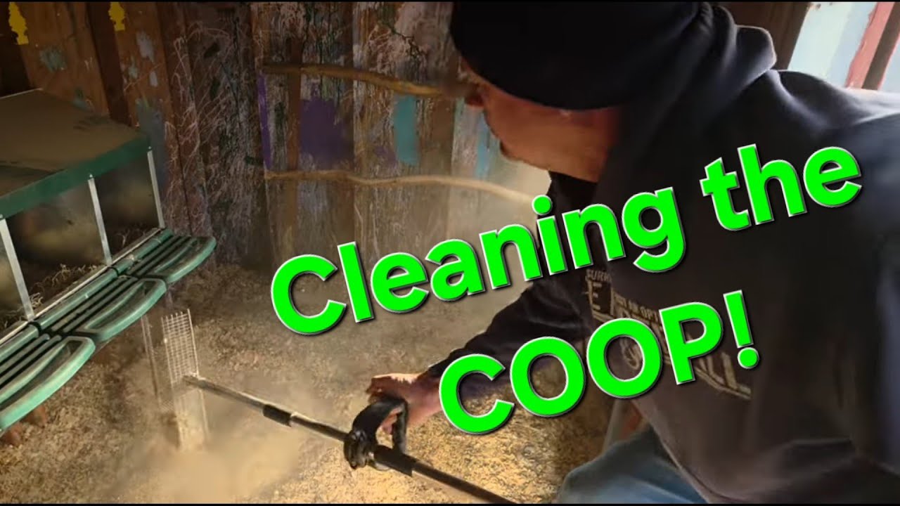 Cleaning the coop, sped up 2x. #chickens #chickencoop #backyardchickens #dirty #spedup #satisfying 