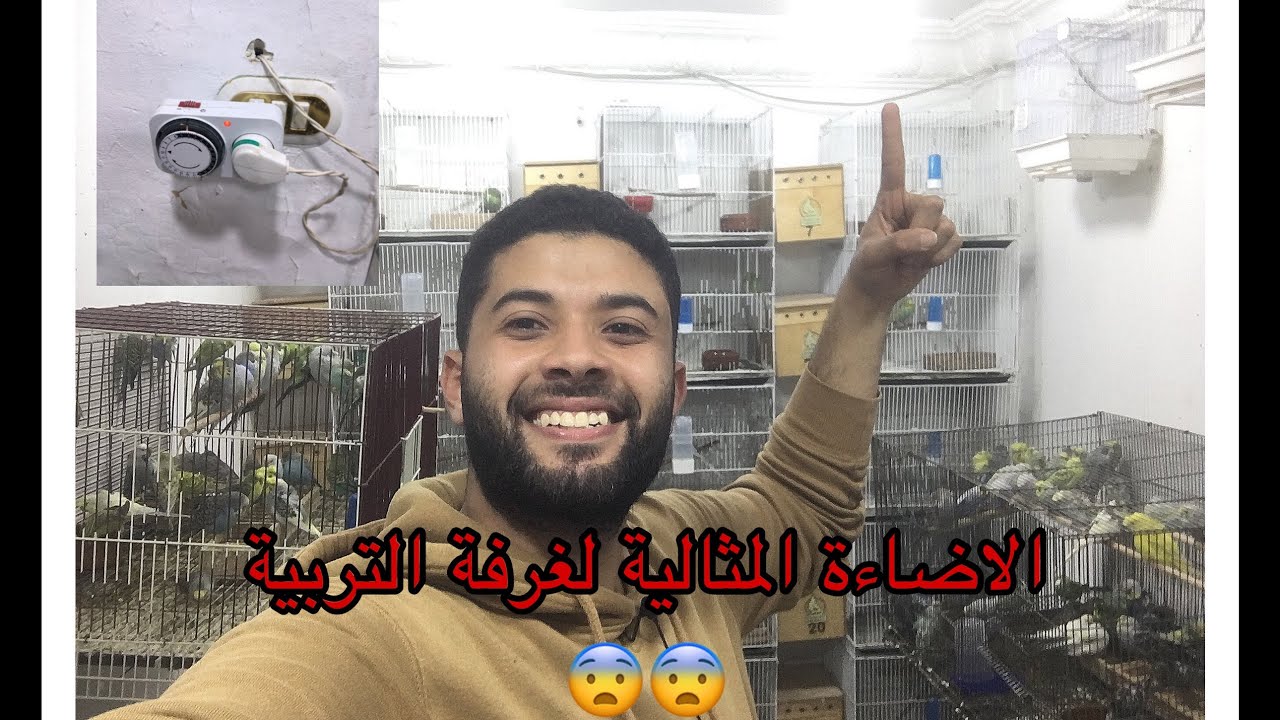 شكل الاضاءة في غرفة تربية الطيور😨 ازاي اضبط الاضاءة العصافير 🤔🤔#الرينبو #طفرات_البادجي