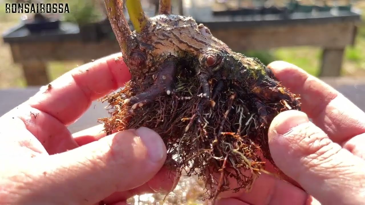 【ymj】追い根接ぎ入りまーす #盆栽 #bonsai