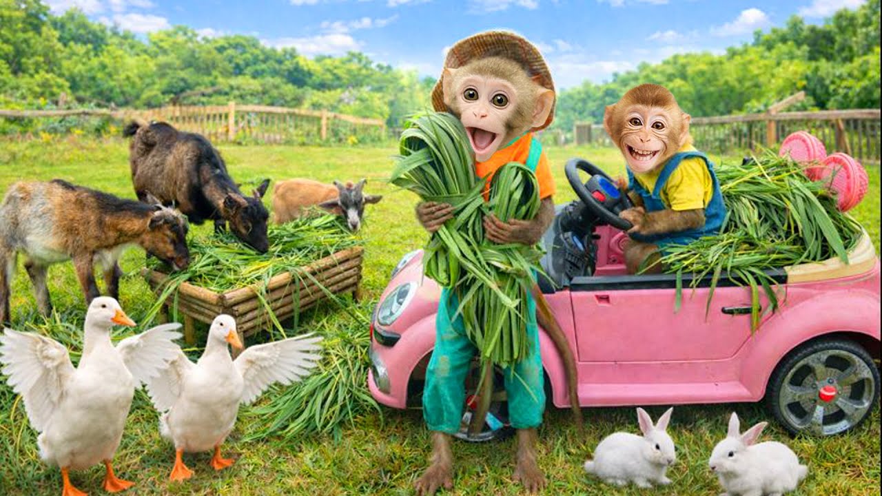 Bim Bim helps Dad take care of the rabbits, goats, and ducks—his favorite friends