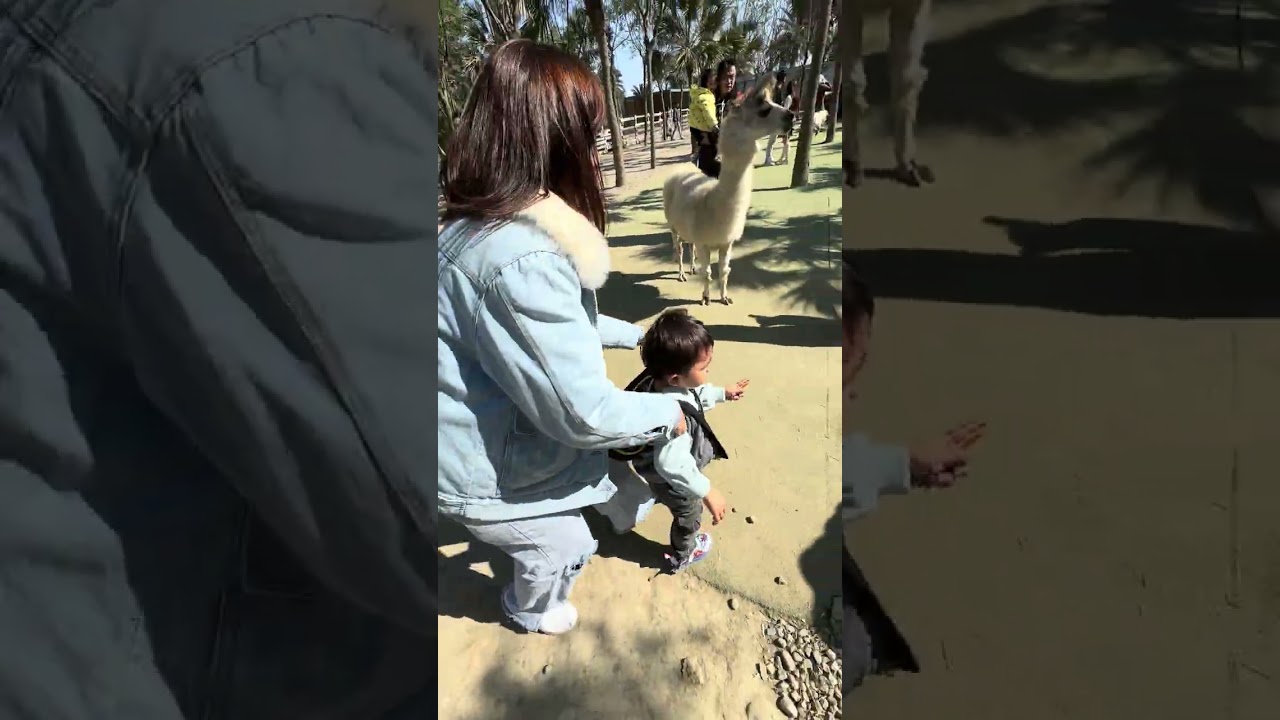 廢物媽媽育兒農場#animals 