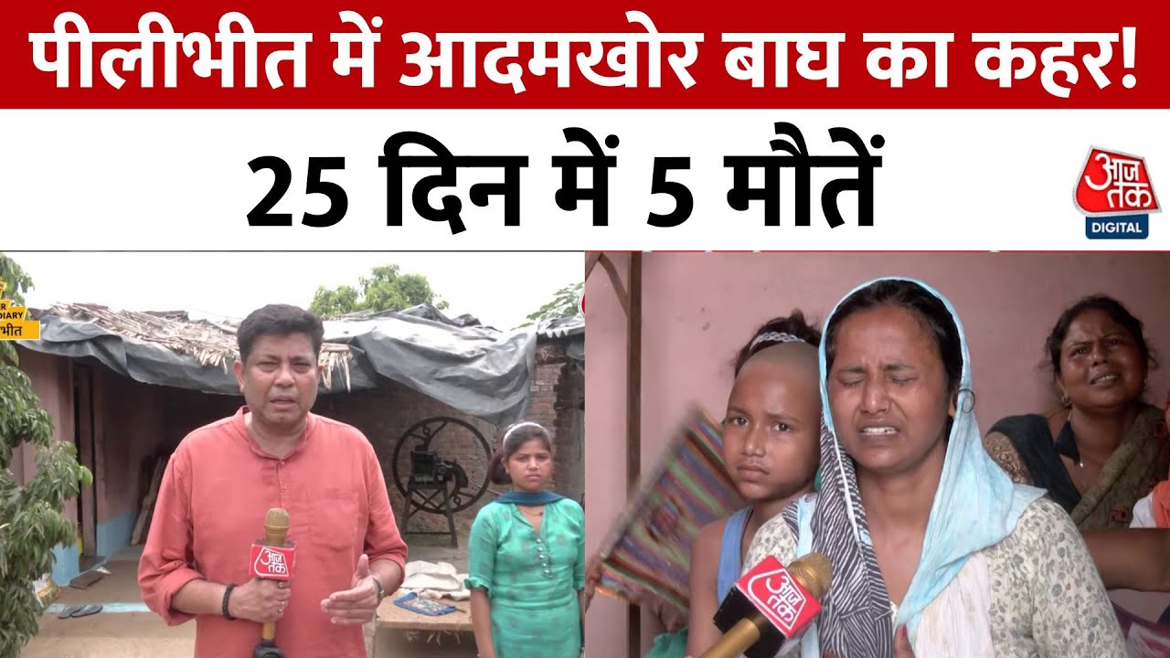 Pilibhit में आदमखोर बाघ का कहर! बाघ-मानव संघर्ष में 25 दिन में 5 मौतें, गन्ने के खेतों में दहशत