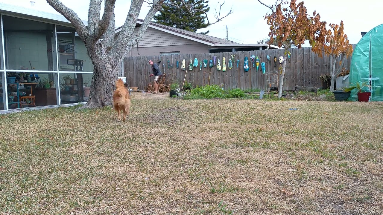 Fetching Foxy 82 Says check please