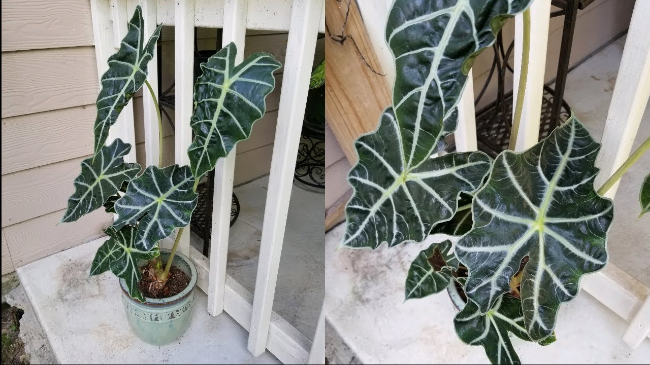 Como cuido mi alocasia amazonica polly