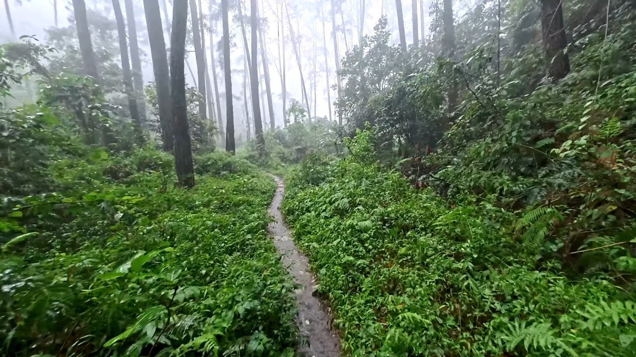 ASMR Ambient Rain in Pine Forest | Perfect for Sleep & Study