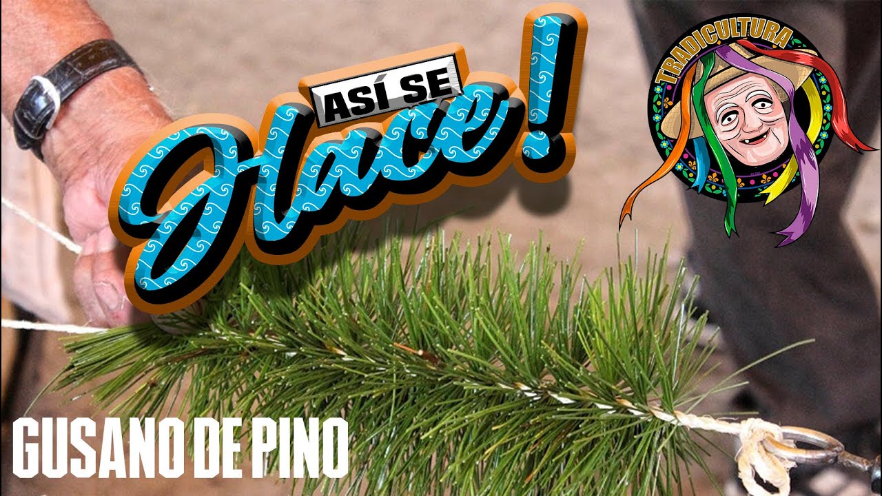 ASÍ SE HACE- Gusano de pino Uruapan Michoacán MX