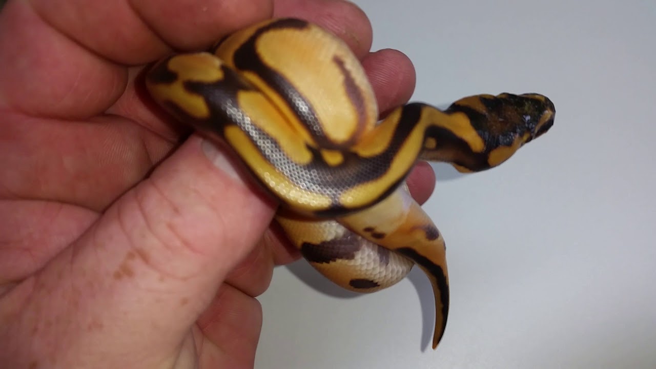 Orange dream enchi leopard