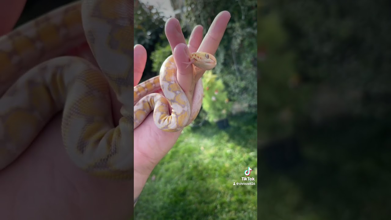 bellatrix a purple snow super dwarf reticulated python 