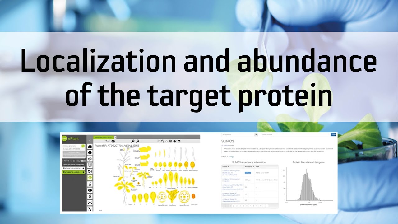 Localization and abundance of the target protein