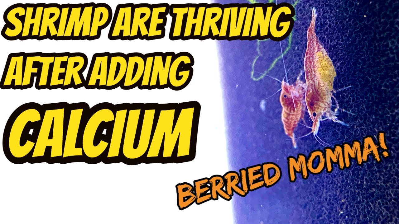 Adding calcium UPDATE, shrimp tank thriving!