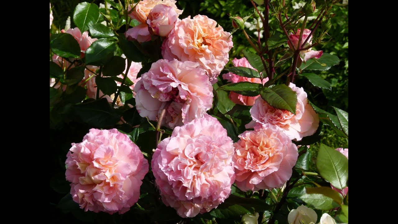 Розы и гортензии в саду .Роза супер Dream Weaver!!!