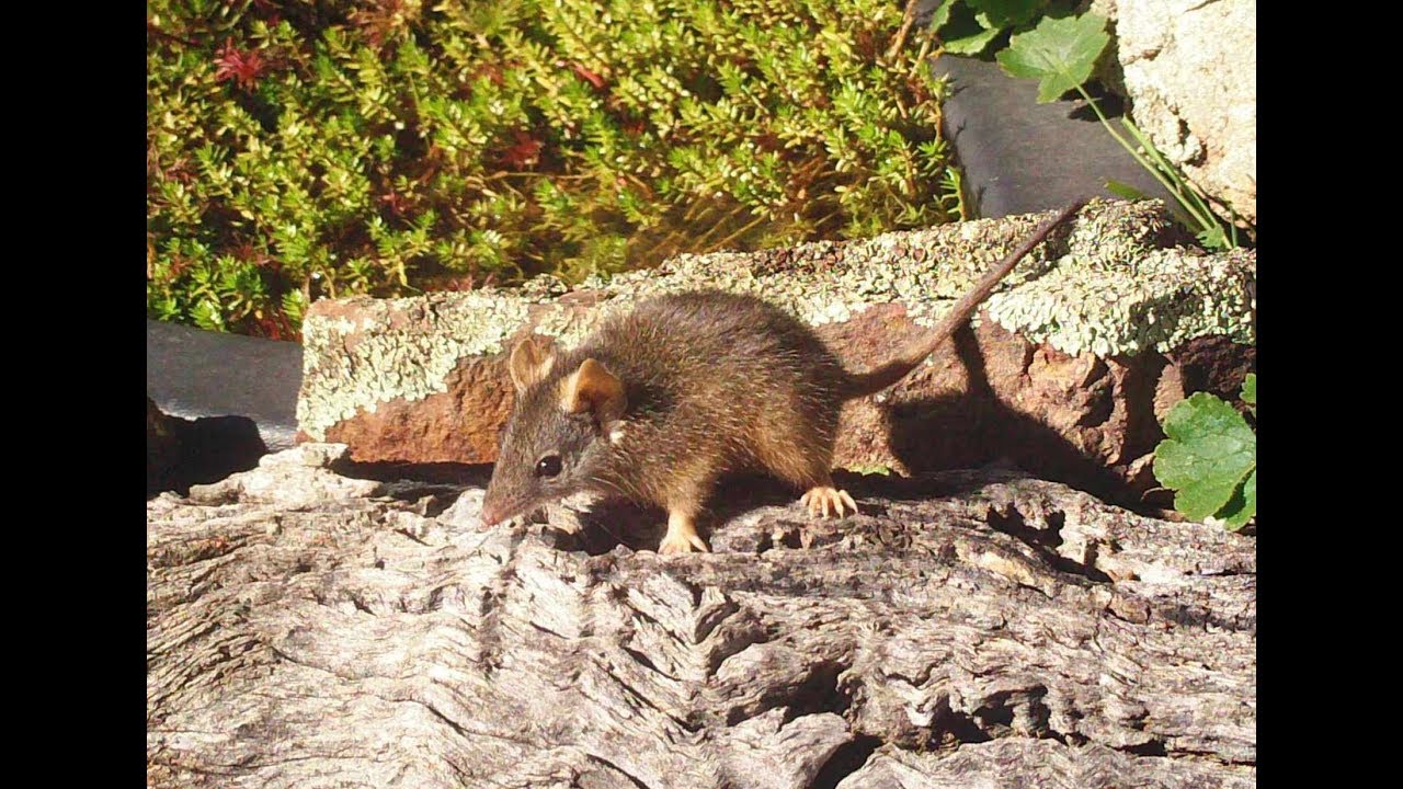 Yellow-footed Antechinus &ndash; nesting