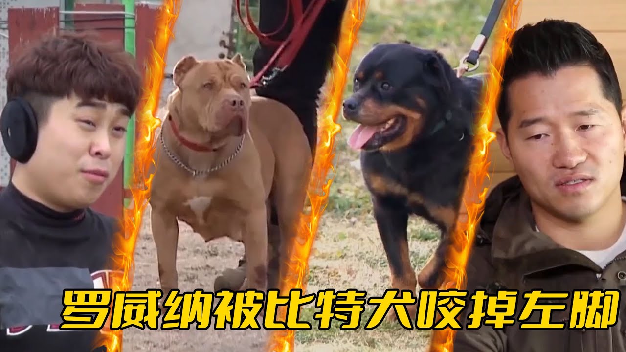 垃圾主人混養6條猛犬，見面就像鬥狗現場，最菜的被直接咬掉左脚