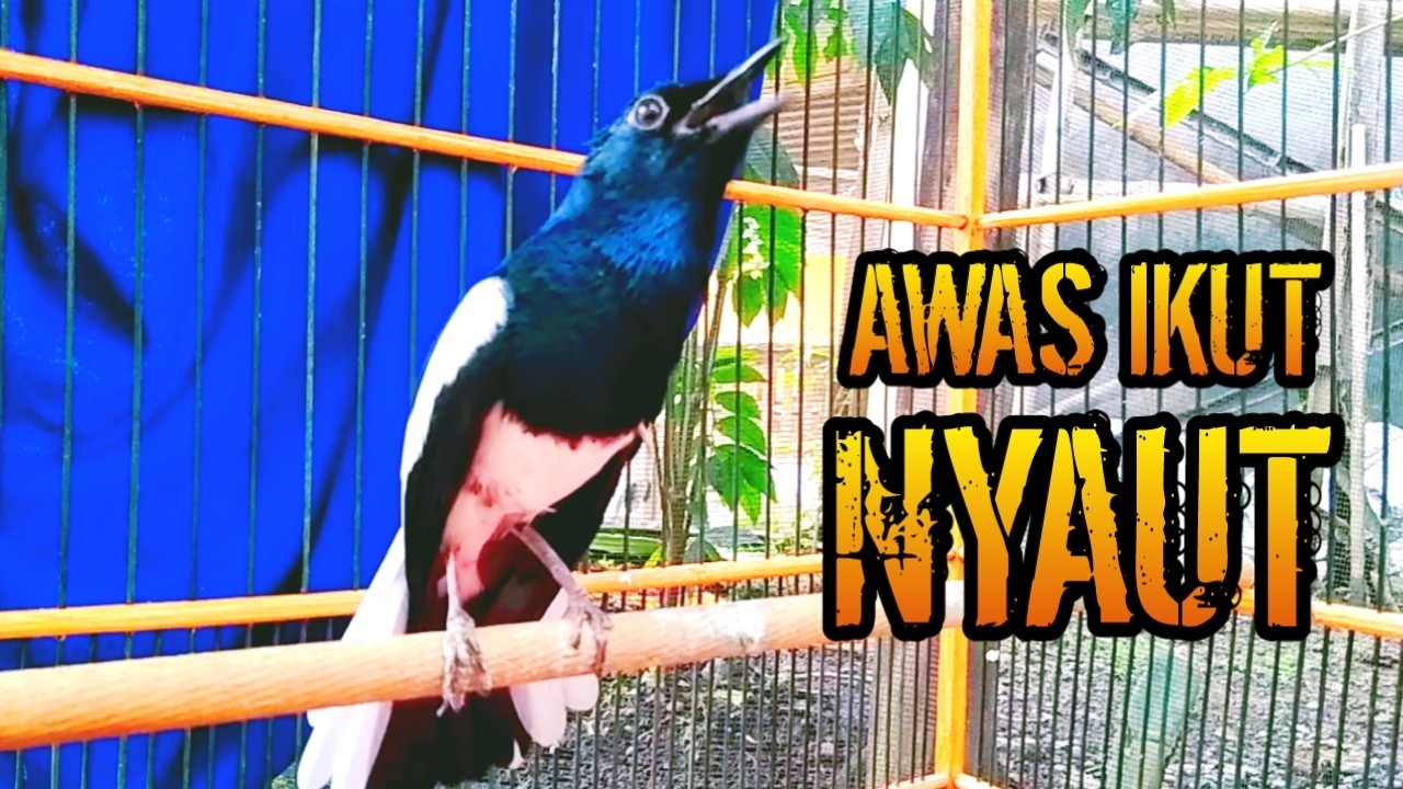 AWAS IKUT NYAUT KACERMU PASTI TERPANCING EMOSI  !! PANCINGAN KACER GACOR PASTI NYAUT AMPUH.
