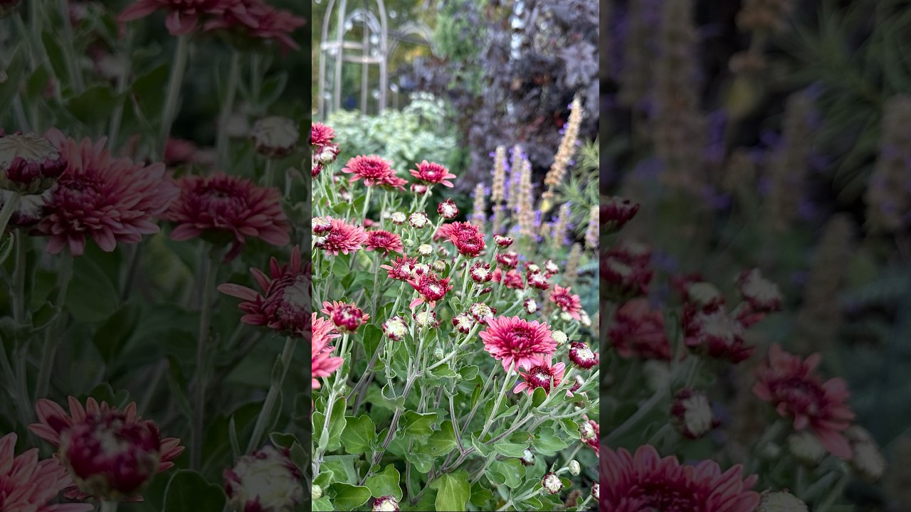 Fall interest in zone 5b #beginnergardening #zone5b #garden #gardening